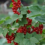 Kada se ribizla bere i kako odrediti zrelost - vrijeme je za sakupljanje crvene i crne